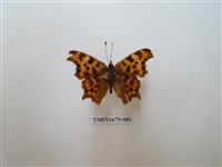 藏品(突尾鉤蛺蝶)的圖片